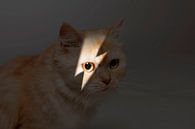 Katten portret van Maxime Jaarsveld thumbnail
