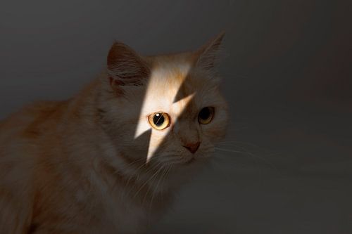 Cat Portrait by Maxime Jaarsveld