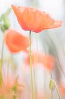 Mohnblumen - 1