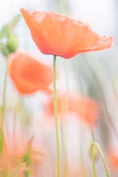 Poppies - 1 by Danny Budts