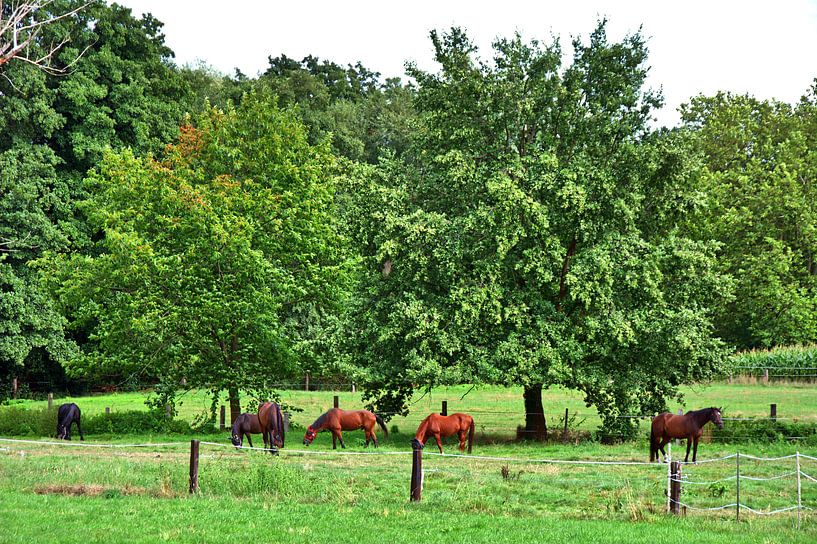 Paardenweide 1 van Edgar Schermaul