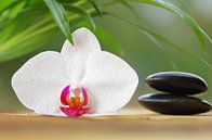 Wellness Orchideen  von Tanja Riedel Miniaturansicht