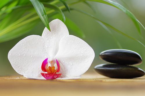 Wellness Orchideen 
