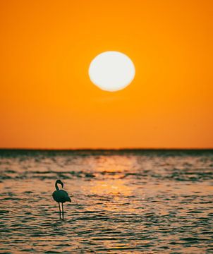 Flamingo's bij zonsondergang in Walvis Bay Namibië, Afrika van Patrick Groß