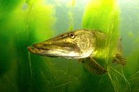 Snoek  tussen de waterplanten
