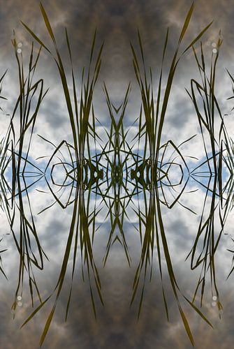 Schilfblätter, Wasser und Symmetrie 2