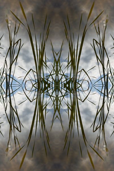 Rietbladeren, water en symmetrie 2 van Adriana Müller