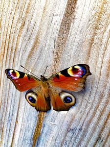 Schmetterling