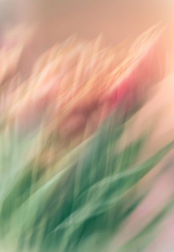 flowers part 374 by Tania Perneel