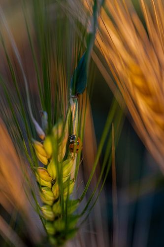 lieveheersbeestje op het koren in het zachte avondlicht