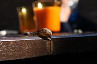 Snail climbing the edge of a table von Erwin Zwaan Miniaturansicht