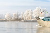 Winter on the banks of the river IJssel