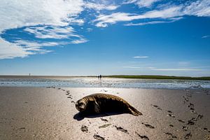 Robbe an der Nordsee im Wattenmeer von Animaflora PicsStock