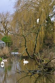 white heron and swans by joyce kool