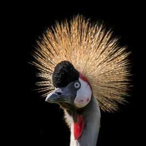 Kroonkraanvogel, Balearica regulorum van Gert Hilbink