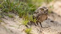 Burrowing owl
