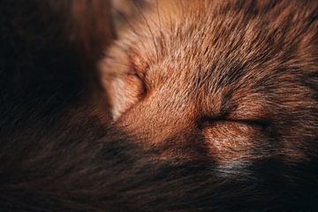 Schlafender Fuchs von Roxan Hoogenboom
