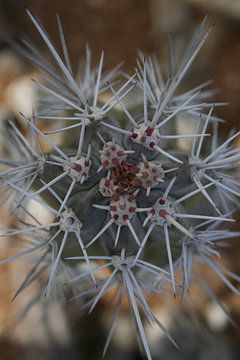 Prik van de cactus van Silvia Weenink