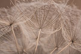 Hout kleurige pluisjes van een morgenster van Marjolijn van den Berg