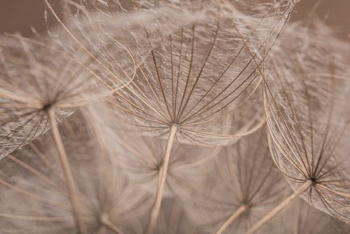Hout kleurige pluisjes van een morgenster
