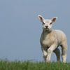 Staand lam op de dijk, lente in Frieslad van Tim Groeneveld