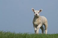 Staand lam op de dijk, lente in Frieslad van Tim Groeneveld thumbnail