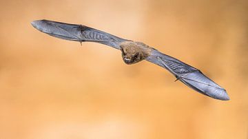 Vliegende dwergvleermuis van Rudmer Zwerver