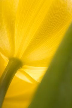 Die gelbe Tulpe von Marjolijn van den Berg