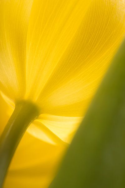 De Gele tulp van Marjolijn van den Berg