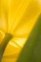 De Gele tulp van Marjolijn van den Berg thumbnail