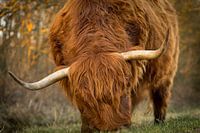 Impressive Highlander portrait