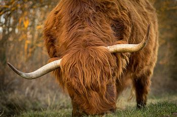 Indrukwekkend Hooglander portret