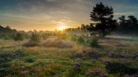 Paarse zonsopkomst op de heide bij Kootwijk van Sean Vos thumbnail