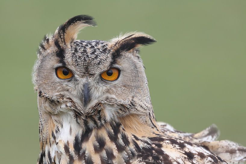 Bengalischer Uhu (Bubo bengalensis) von Ronald Pol