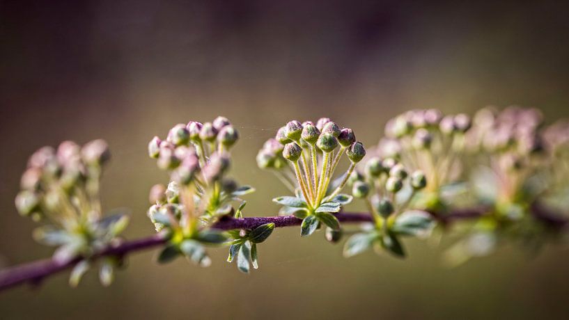 Ontluikende Bloemknoppen van Rob Boon