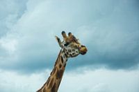 Côté incliné de la girafe dans le Beekse Bergen
