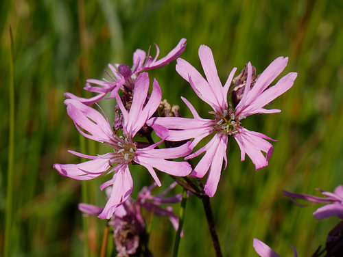 Molenwiekje