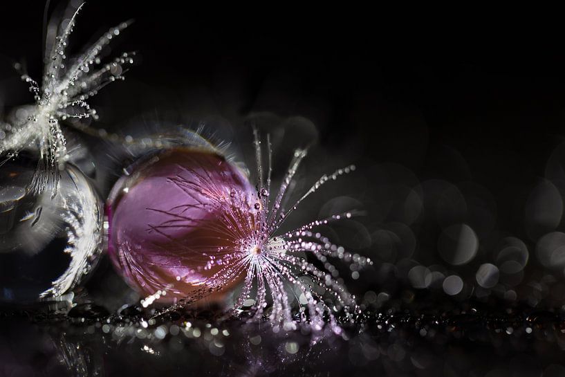 Water beads with dandelion fluff 2 by Patricia van Kuik