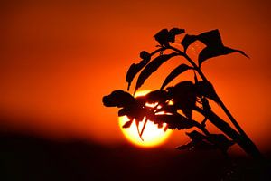 Zonsondergang Limburg Nederland van My Footprints