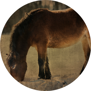 Exmoor Pony van Anouschka Hendriks