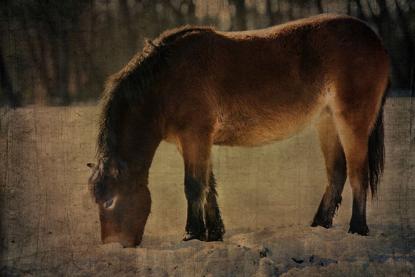 Poney Exmoor par Anouschka Hendriks