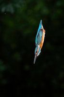 Eisvogel