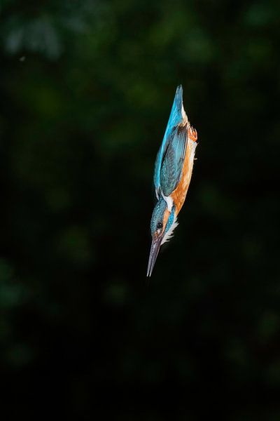 Kingfisher by Larissa Rand