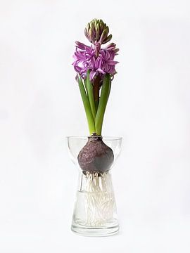 Hyacinth glass 02 by TYPIQE by Atelier Fauconnier