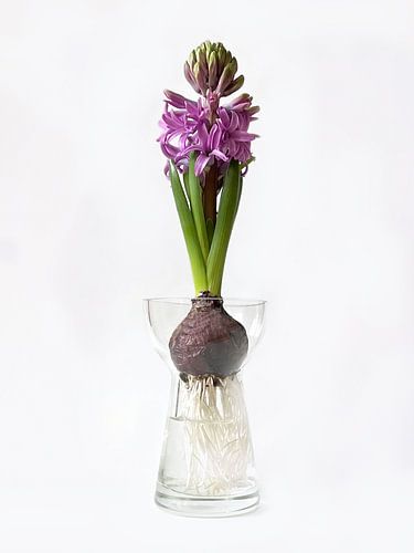 Hyazinthenglas 02