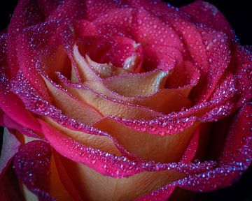 Roze roos voorzijde . van iwan faber