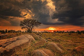 Zonsondergang op de Serengeti van Marco Rutten
