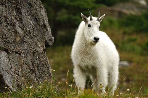Mountain goat. with winter coat