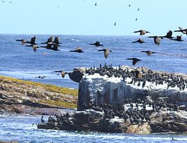 cape point landscape by Olaf Franke
