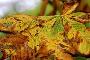 Herfstgoud van Linda de Klein